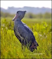 Ayant un bec aussi gros que sa tte, le Bec en sabot est une espce vivant en :