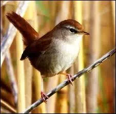 La Bouscarle de Cetti est un petit passereau trs discret qui se nourrit essentiellement :