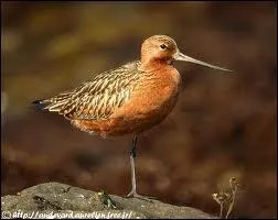 La barge rousse est une espce limicole migrateur, elle vit dans les milieux :