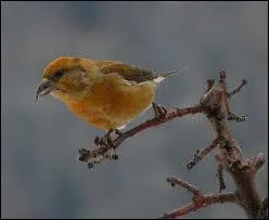 Le Bec crois des sapins vit dans les forts de conifres et d'picas. A quoi lui sert son bec si particulier ?