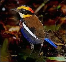 Habitant la Malaysie, la brve azurine a quel rgime alimentaire ?