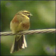 De couleur jaune et olivatre, quel est le nom de ce Bruant ?