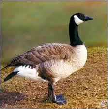 Pouvant mettre une dizaine de cris diffrents, l'oie bernache est originaire de quel pays ?