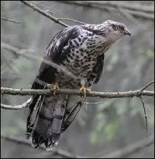 Quelle est la nourriture principale de la bondre Apivore appele galement buse bondre ?