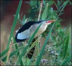 Quel est cet oiseau nidifiant dans les roselires et qui appartient  la famille des hrons ?