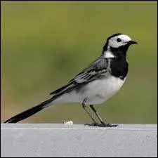 Appel galement ' Hochequeue ', cet oiseau est :