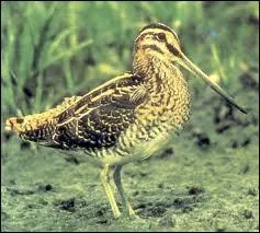 Quel est cet oiseau limicole vivant dant les zones humides ?