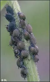 Certaines fourmis en prennent extrmement soin !