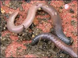 C'est le meilleur des arateurs de jardin !