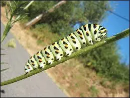 Elle peut tre urticante et se transforme avant de dployer ses ailes !