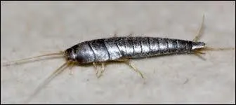 La nuit, il sort des jointures de carrelage !