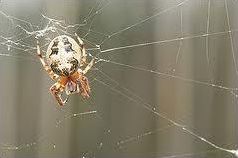 Quiz Insectes
