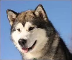 Quelle est la race de ce chien ?