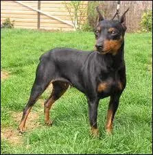 Quelle est la race de ce chien ?