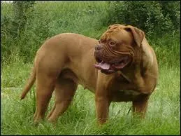 Quelle est la race de ce chien ?