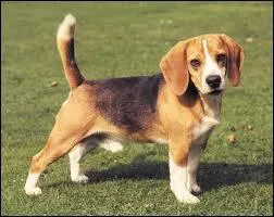 Quelle est la race de ce chien ?