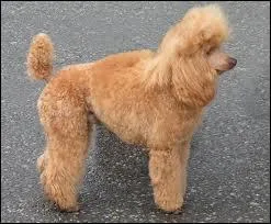 Quelle est la race de ce chien ?