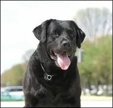 Quelle est la race de ce chien ?