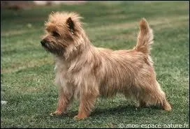 Quelle est la race de ce chien ?