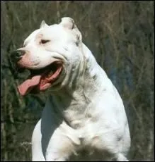 Quelle est la race de ce chien ?