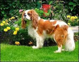 Quelle est la race de ce chien ?