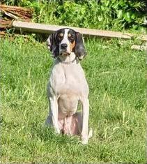 Quiz Races de chiens