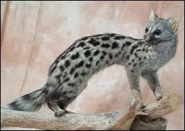 De quelle famille est la genette ?