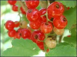 Comment est appele galement la groseille rouge ?