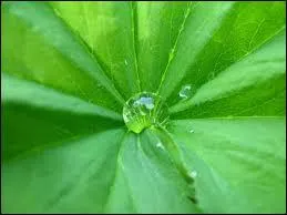 Comment dit-on ' vert ' en anglais ?