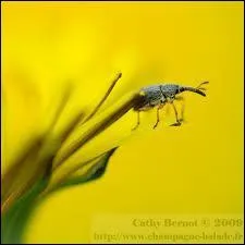 Comment dit-on ' jaune ' en anglais ?