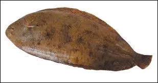 De quel poisson s'agit-il ?