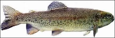 De quel poisson s'agit-il ?