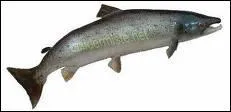 De quel poisson s'agit-il ?