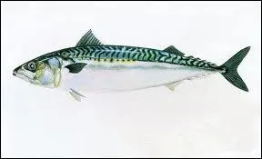 De quel poisson s'agit-il ?