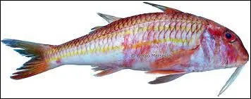 De quel poisson s'agit-il ?