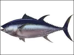 De quel poisson s'agit-il ?