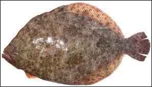 De quel poisson s'agit-il ?