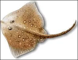 De quel poisson s'agit-il ?