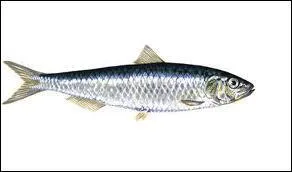 De quel poisson s'agit-il ?