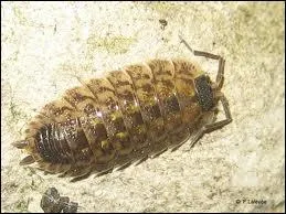 Ventura, Aznavour, Irina Demick !