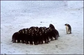 Manchot, glace, Antarctique !