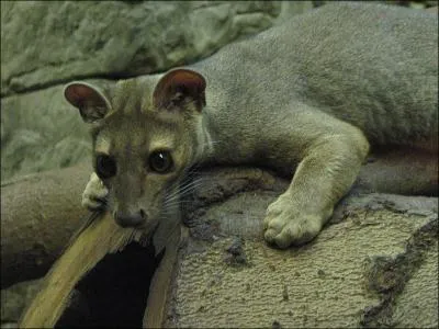 Retrouvez l'île de ce fossa :