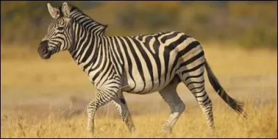 A quelle famille appartient le zèbre ?