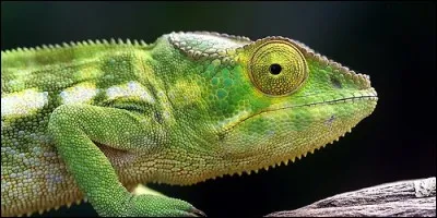 Les yeux du caméléon peuvent regarder dans des directions opposés.