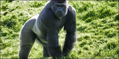 Un gorille adulte peut mesurer plus de 2,5 m.