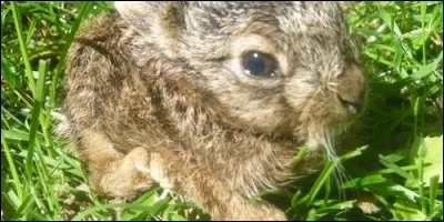 Comment s'appelle le petit du lièvre ?