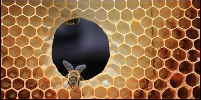 A quoi ressemble un alvéole d'abeille ?