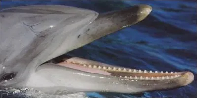 Lequel d'entre eux a 260 dents ?