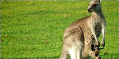 Comment appelle-t-on la poche dans laquelle le kangourou et le koala élèvent leurs petits ?