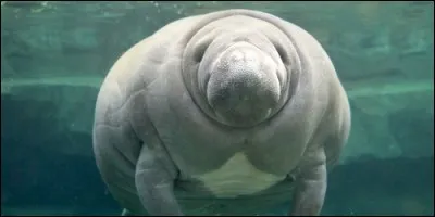 Quel est l'autre nom du lamantin ?